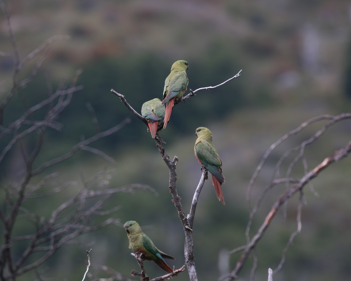 Austral Parakeet - ML550645271