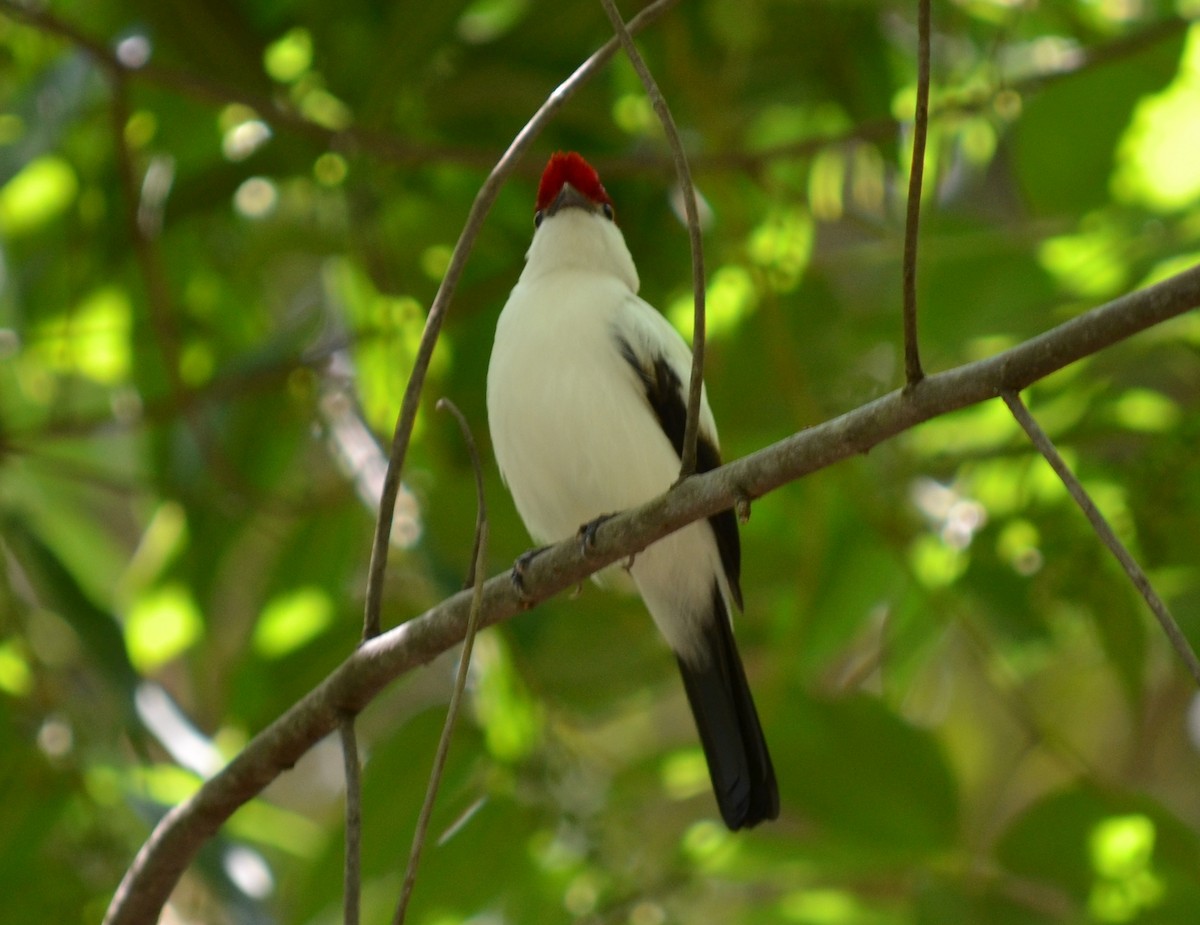 Araripe Manakin - ML550645511