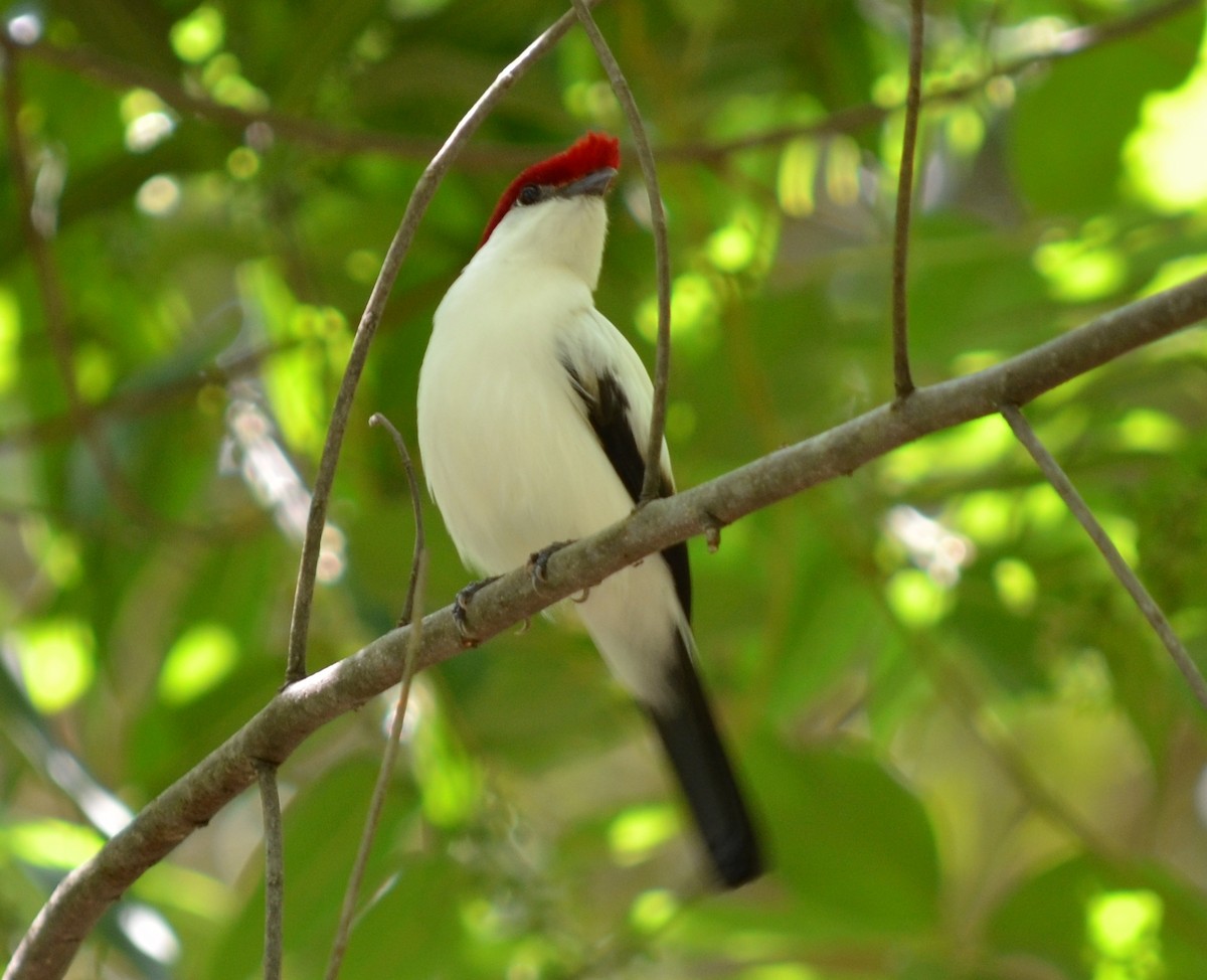 Araripe Manakin - ML550645531