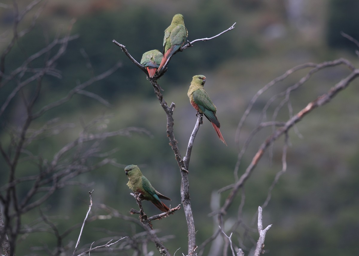 Austral Parakeet - ML550645711
