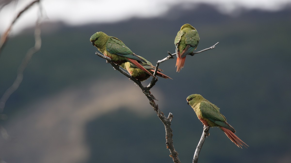 Austral Parakeet - ML550646091
