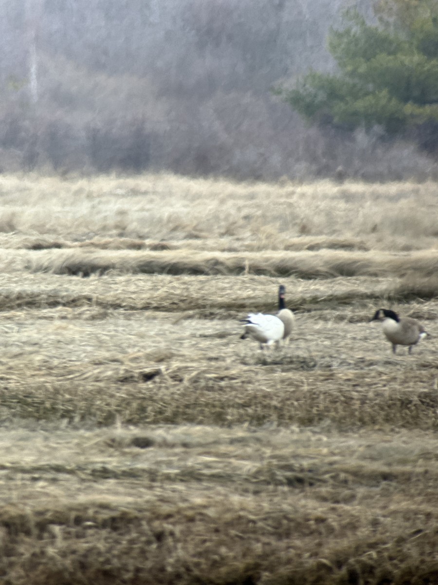 Snow Goose - ML550646251