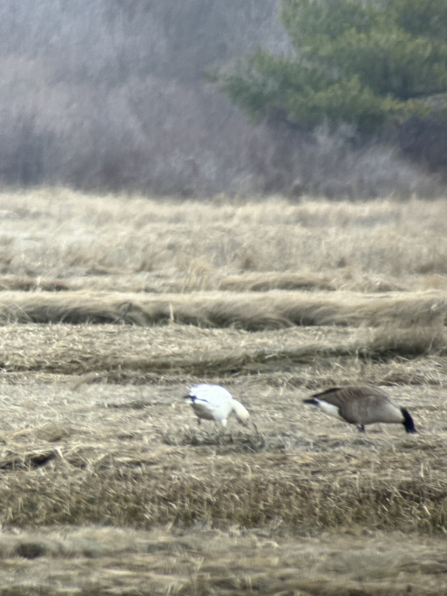 Snow Goose - ML550646271