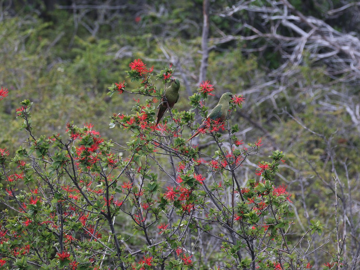 Austral Parakeet - ML550646511