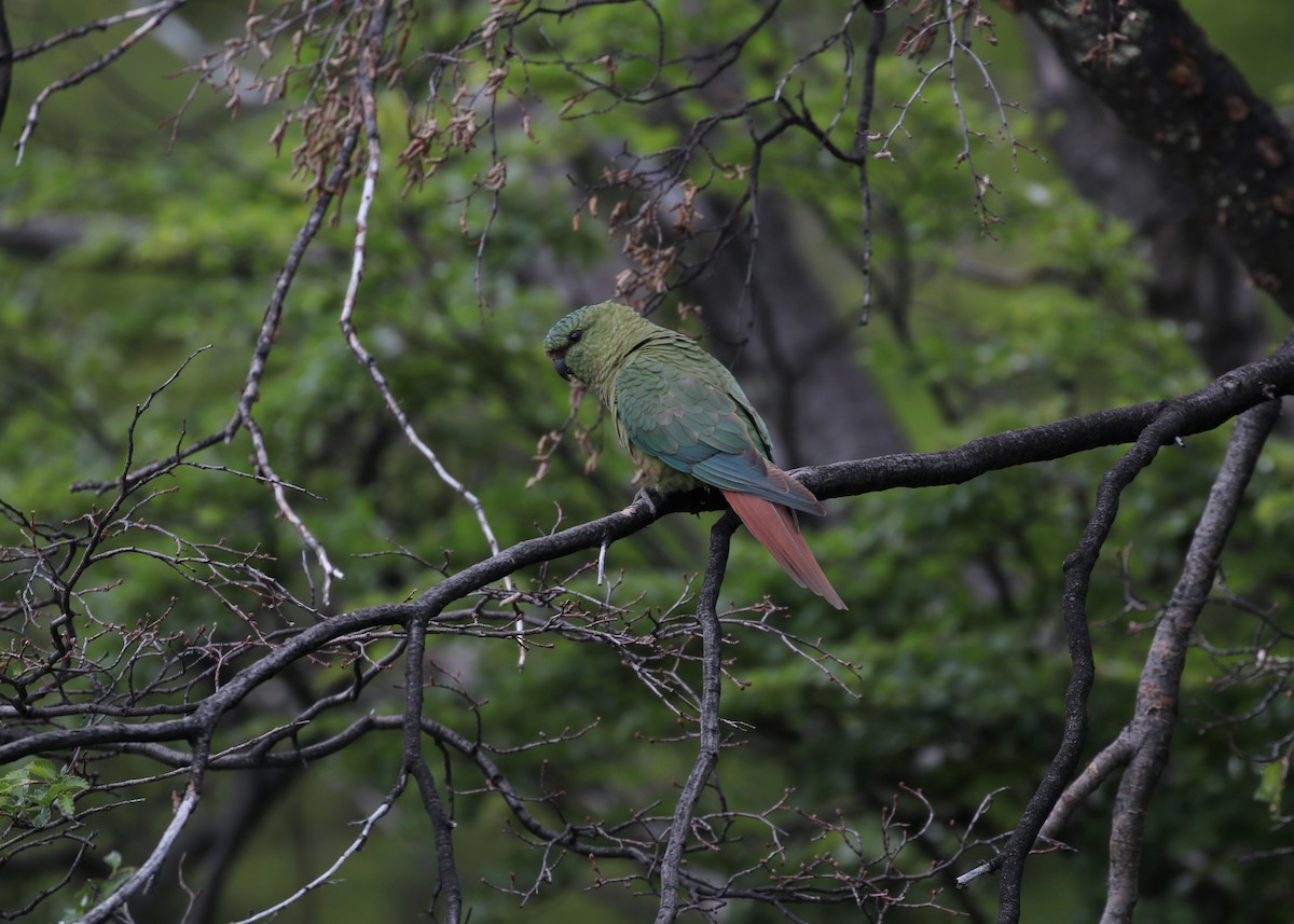 Austral Parakeet - ML550646611