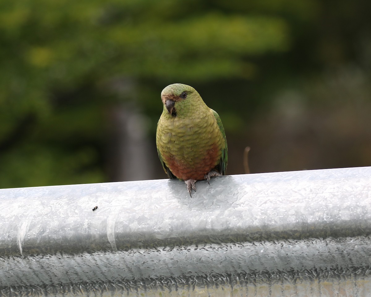 Austral Parakeet - ML550646631