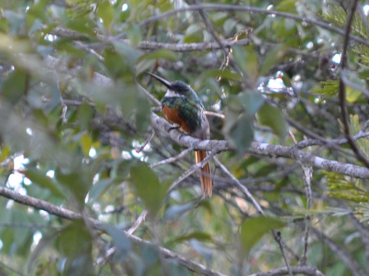 Rufous-tailed Jacamar - ML550646921