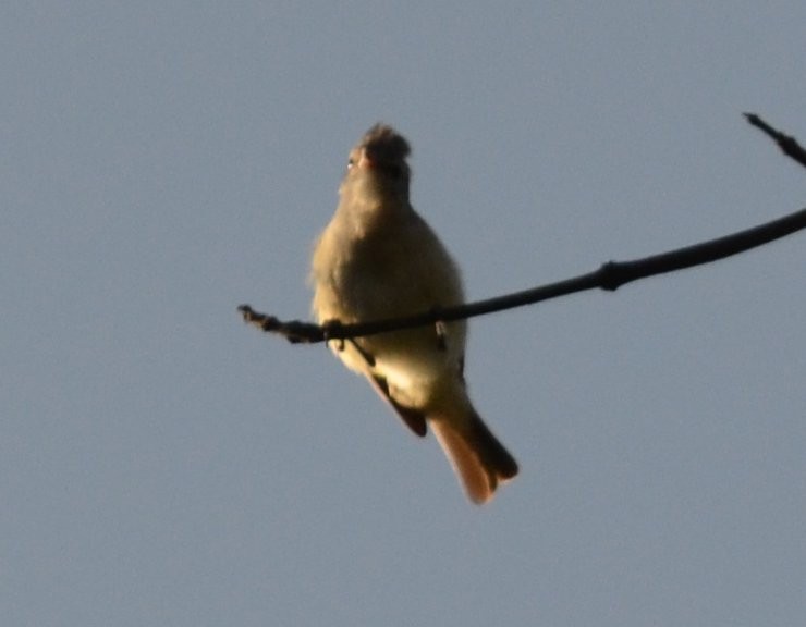 Yellow-bellied Elaenia - ML550647081