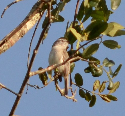 Planalto Tyrannulet - ML550647481