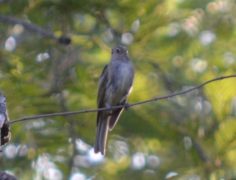 Large Elaenia - Carl Winstead