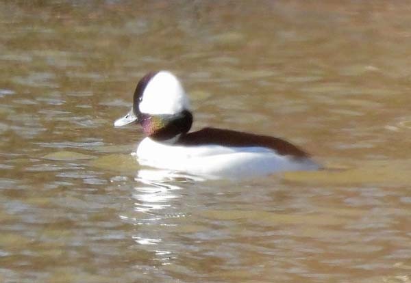 Bufflehead - ML550648581