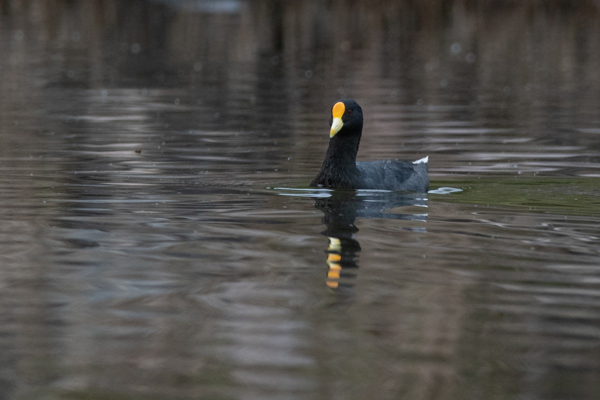 White-winged Coot - ML550648741