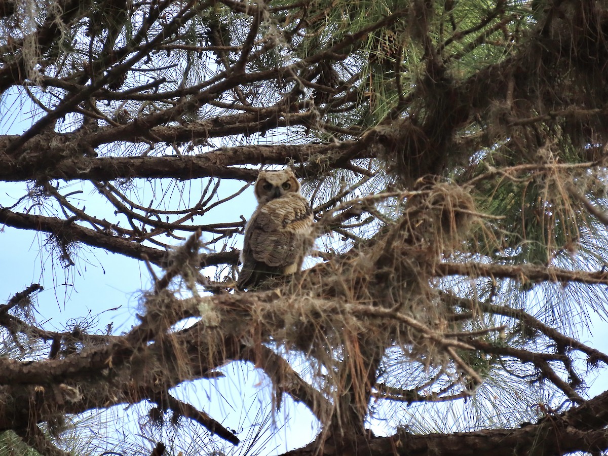 Great Horned Owl - ML550649161