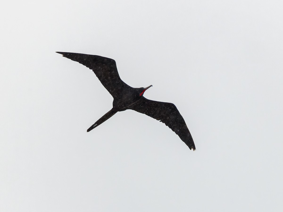 Magnificent Frigatebird - ML550649211