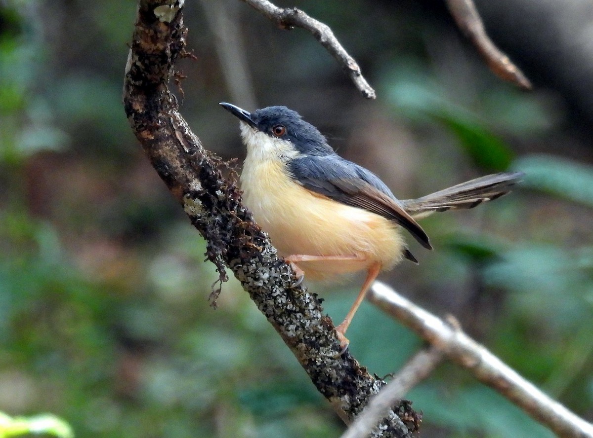 Ashy Prinia - ML550650511