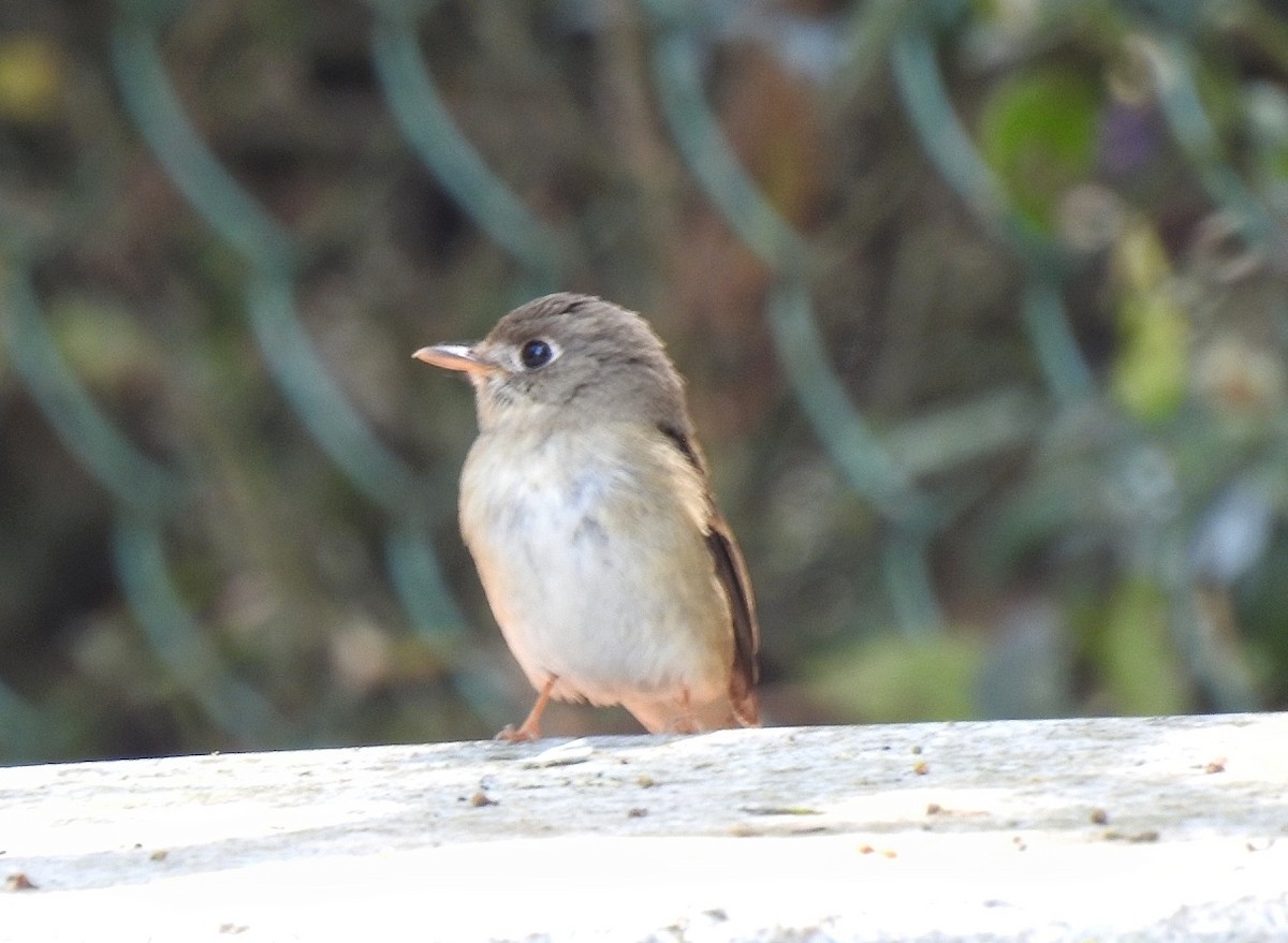 Brown-breasted Flycatcher - ML550651171