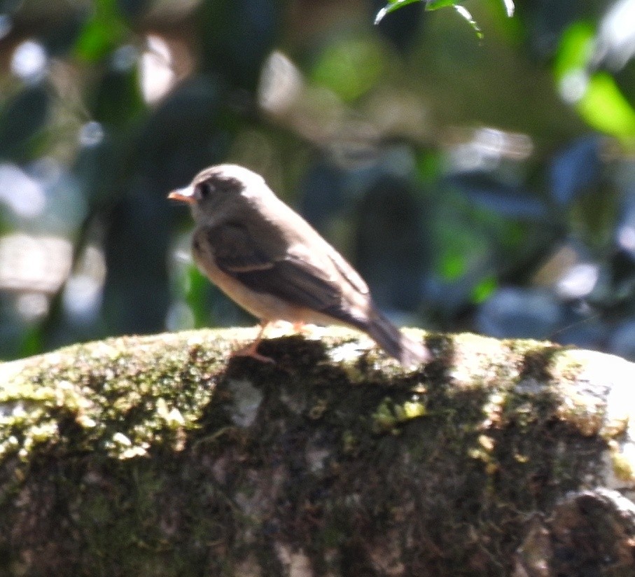 Brown-breasted Flycatcher - ML550651181