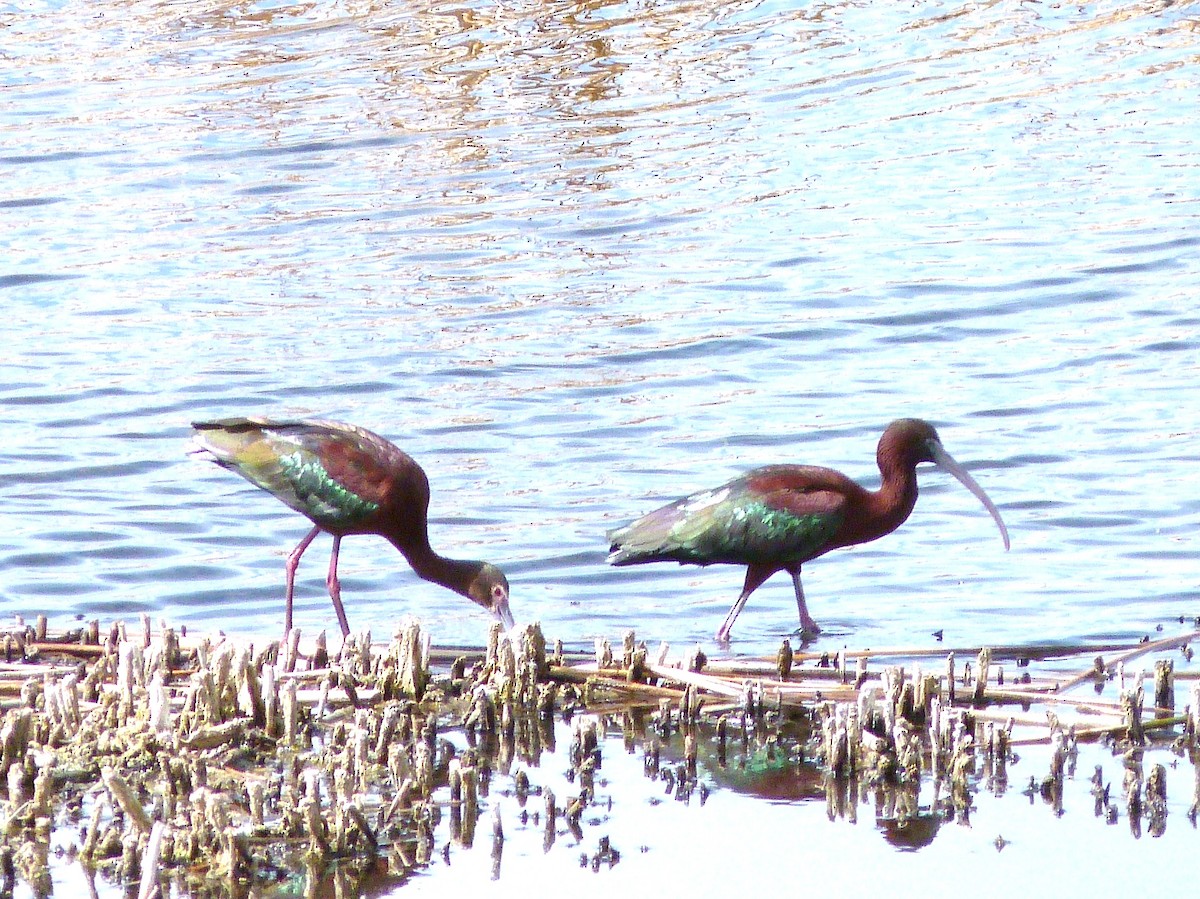 Glossy Ibis - ML55065141