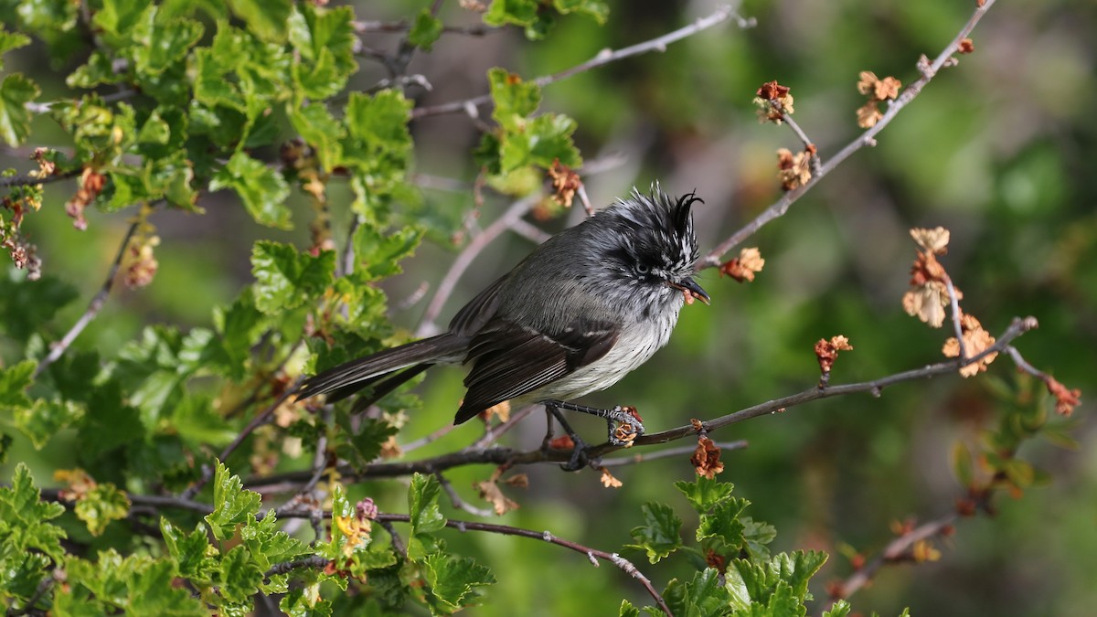 Tufted Tit-Tyrant - ML550652401