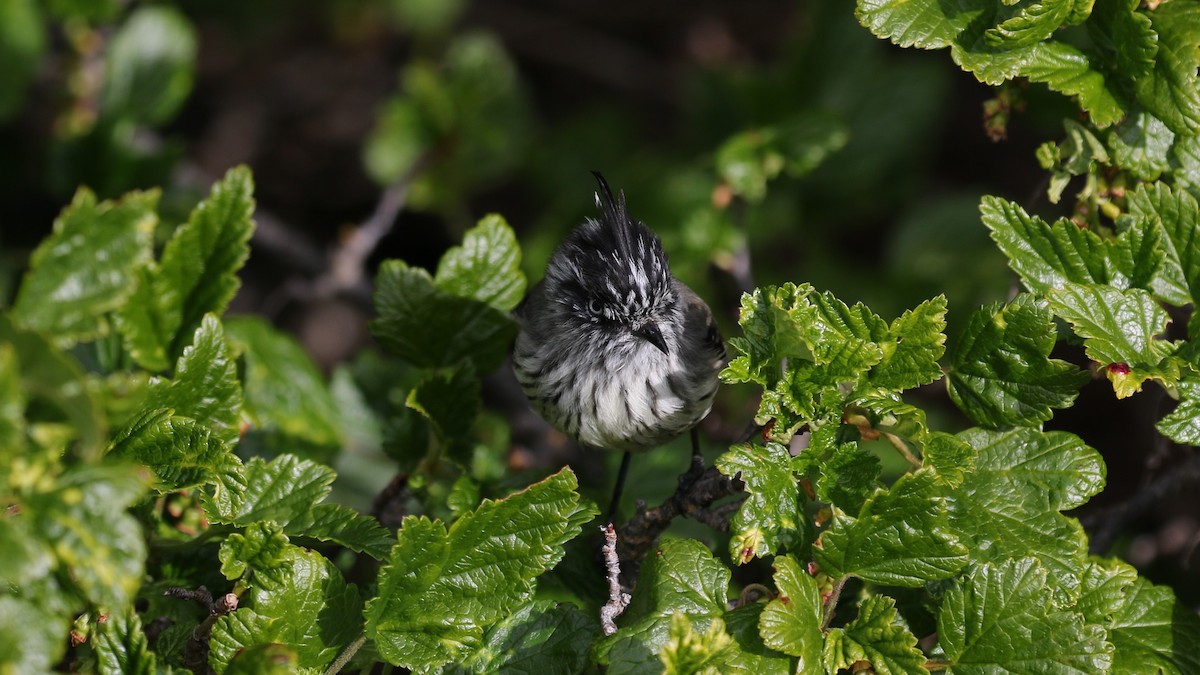 Tufted Tit-Tyrant - ML550652651