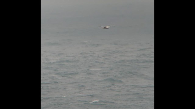 Iceland Gull - ML550652961