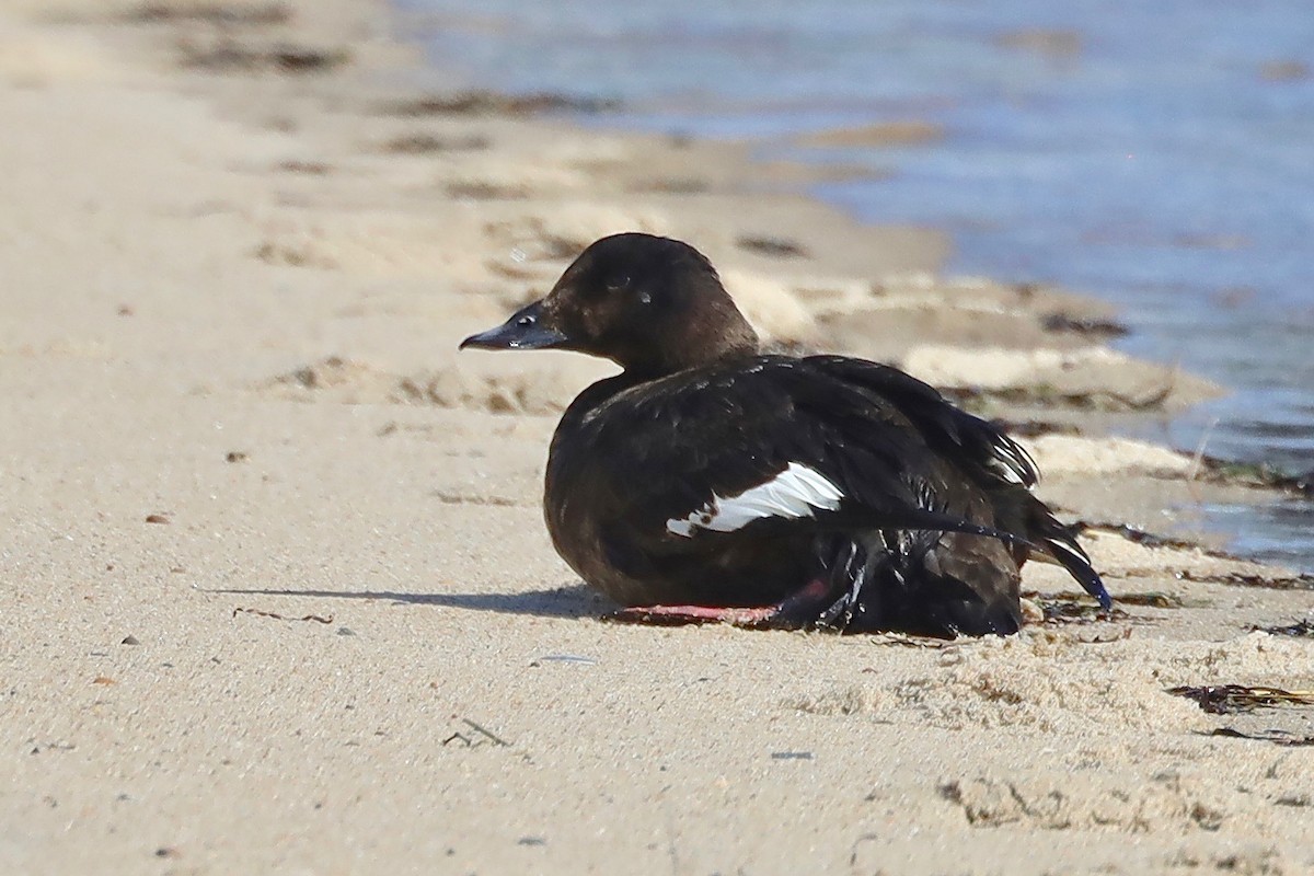 White-winged Scoter - ML550652981