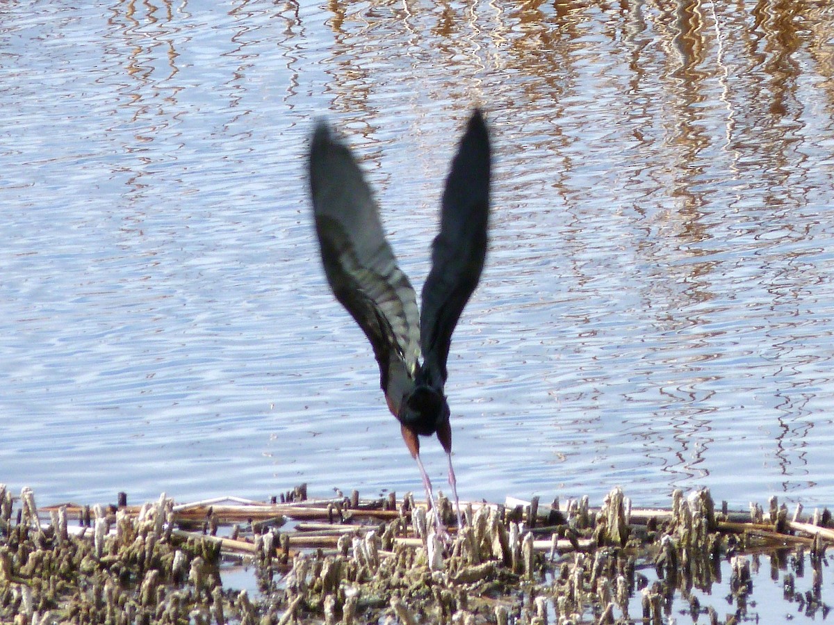 Glossy Ibis - Kenneth Stinchcomb