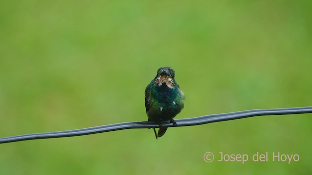 Grünbrust-Mangokolibri - ML550656281