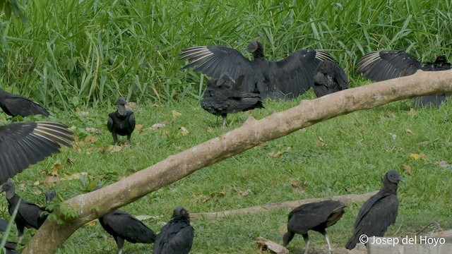 Black Vulture - ML550657191