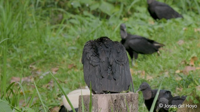 Black Vulture - ML550657281