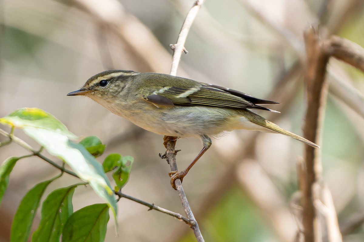 Yellow-browed Warbler - Andaman Kaosung