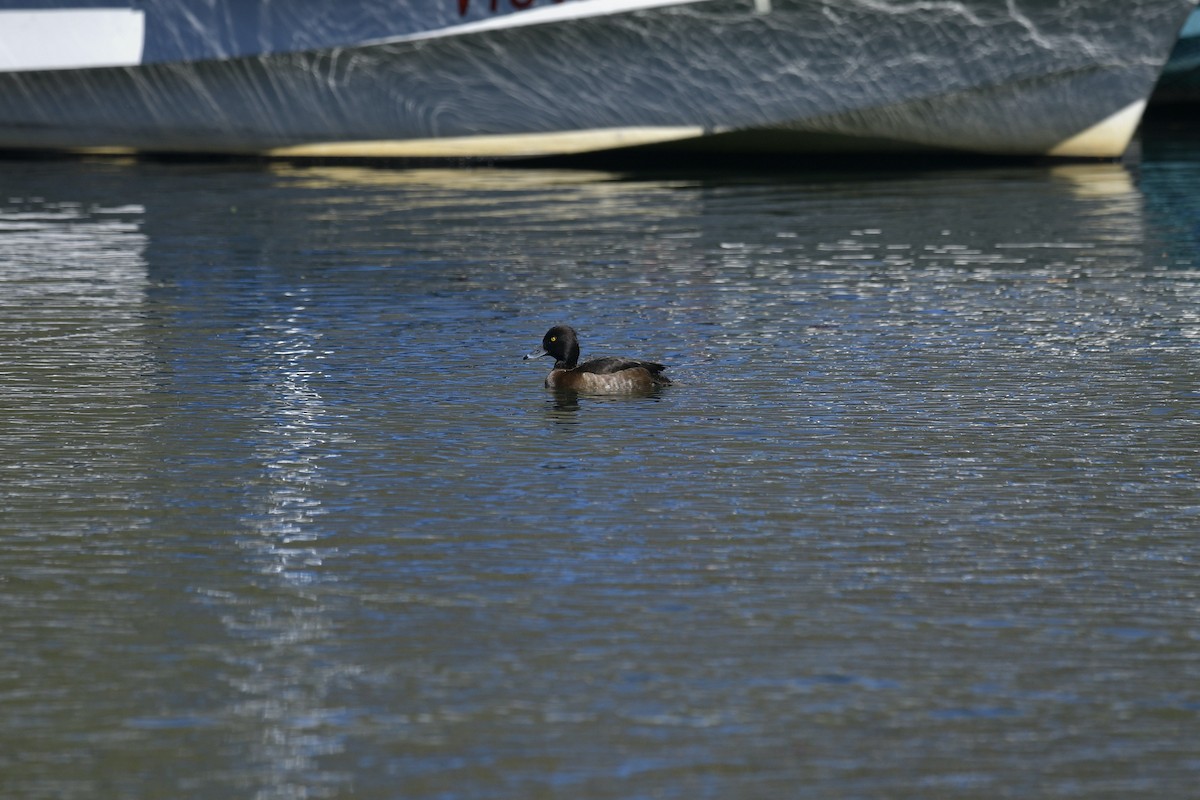 Tufted Duck - ML550657381