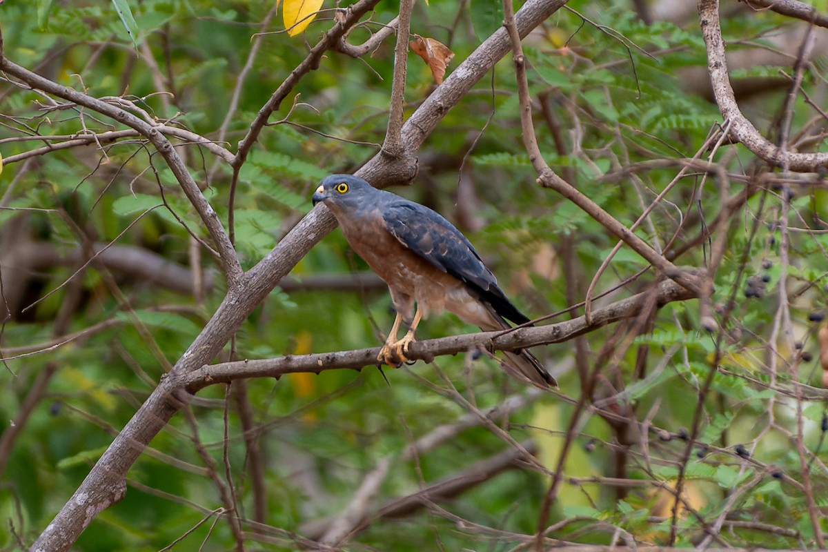 Chinese Sparrowhawk - ML550658331