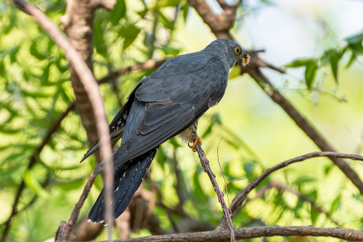 Himalayan Cuckoo - ML550658531