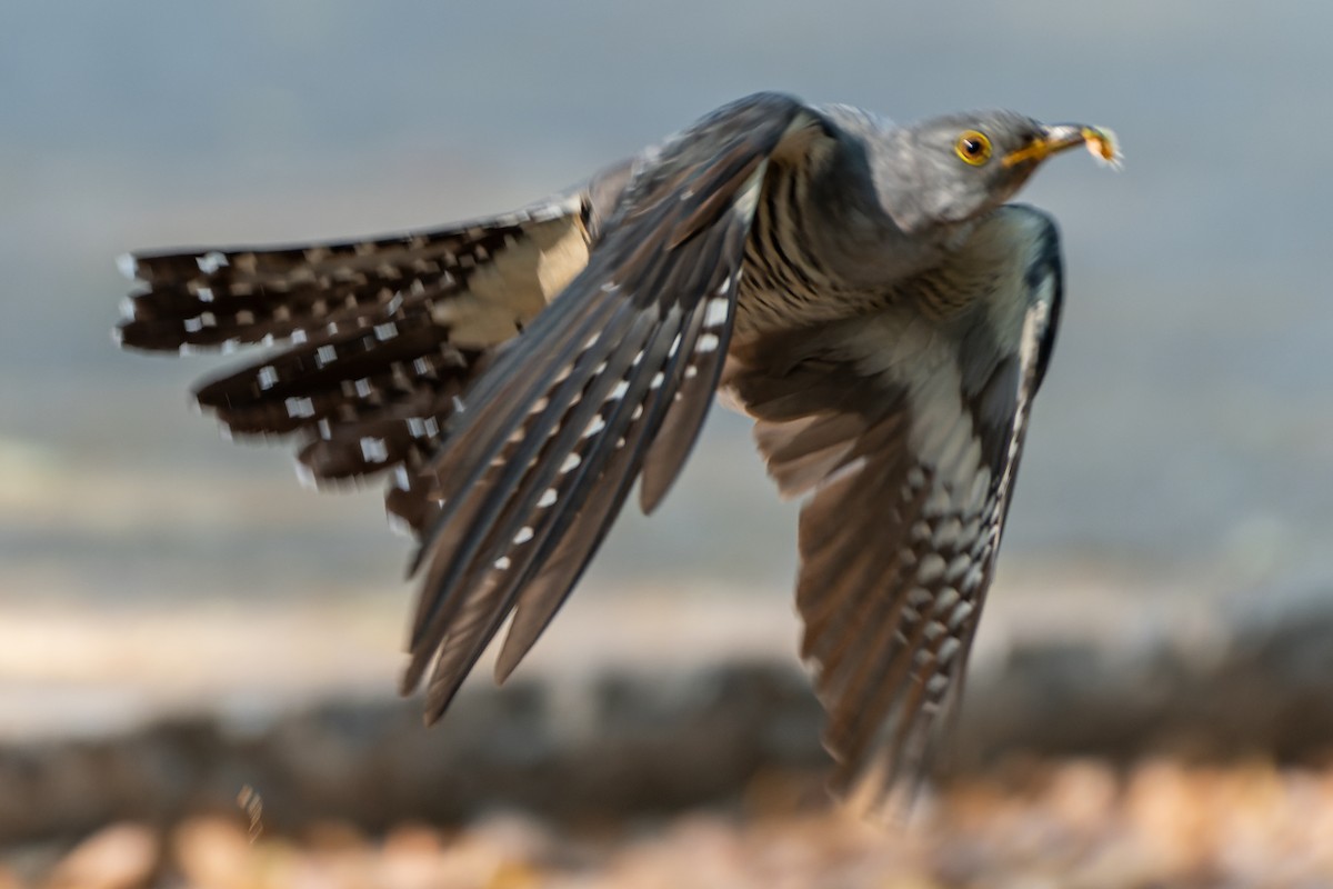 Himalayan Cuckoo - ML550658551