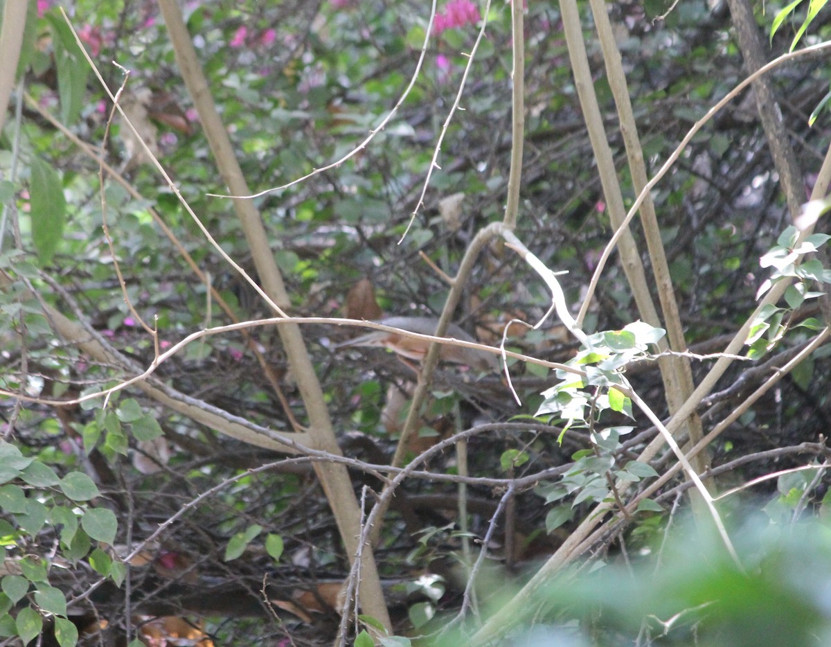 Chestnut-tailed Starling - ML550659211