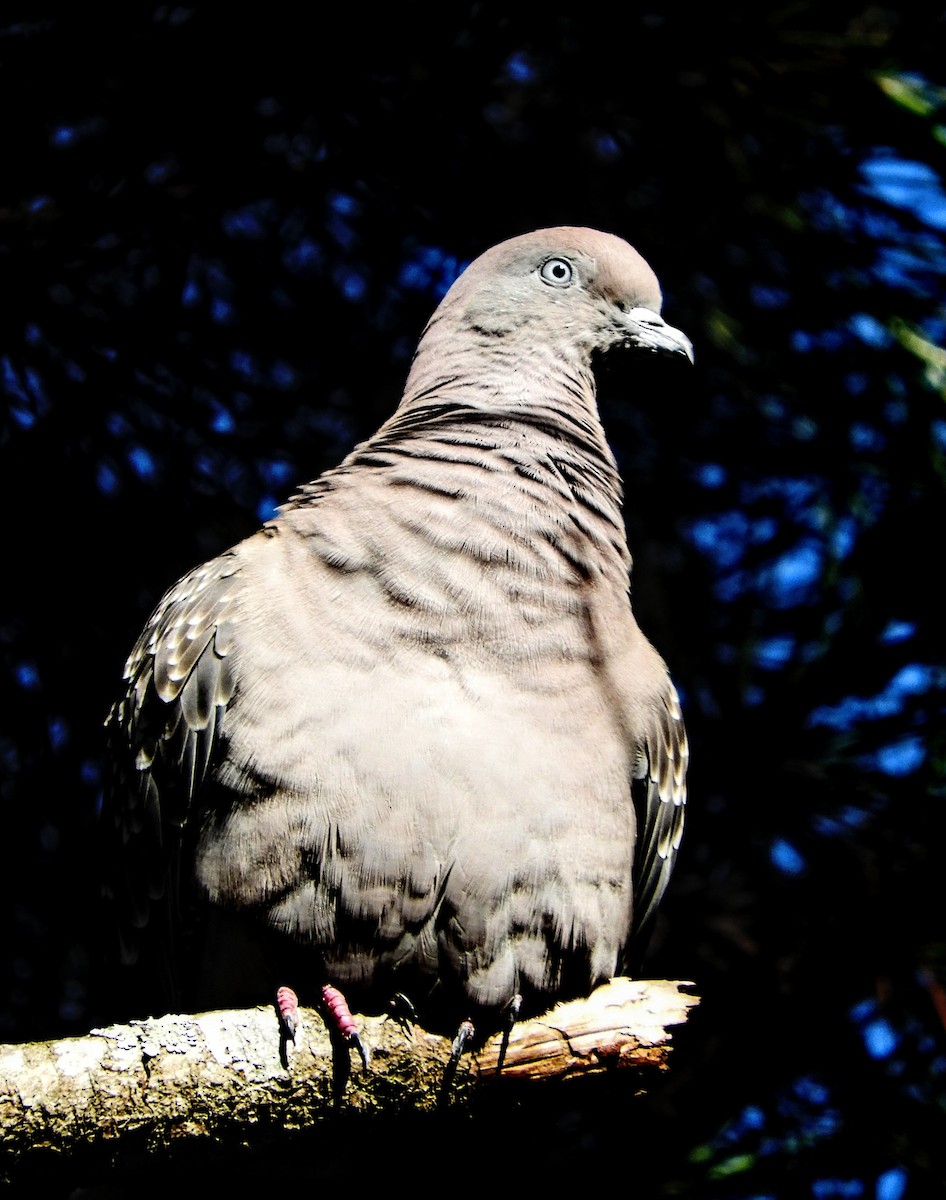 Spot-winged Pigeon - Leonardo Zoat
