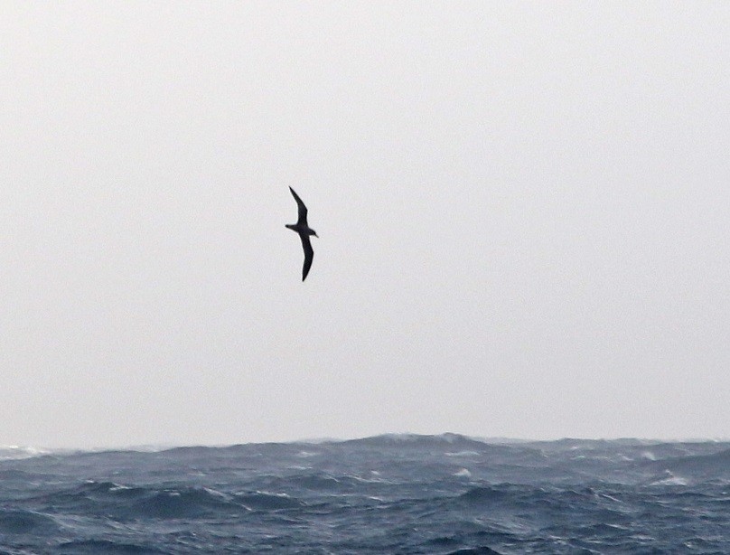 Cory's Shearwater (Scopoli's) - Dimitris  Kokkinidis