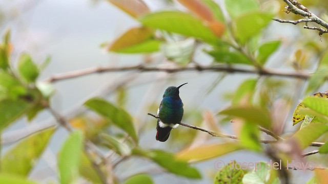 Green-breasted Mango - ML550660251