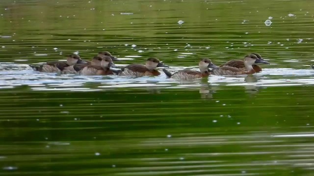 White-faced Whistling-Duck - ML550660401