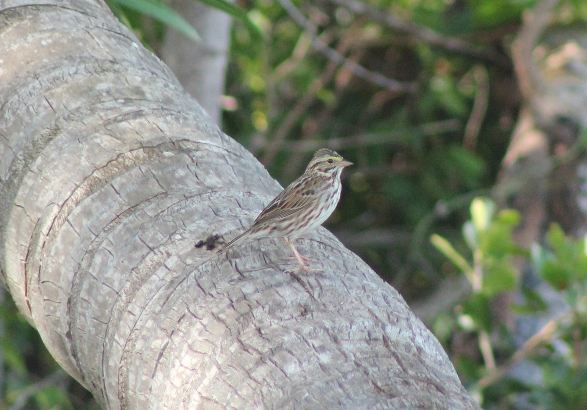 Savannah Sparrow - Paul Harris