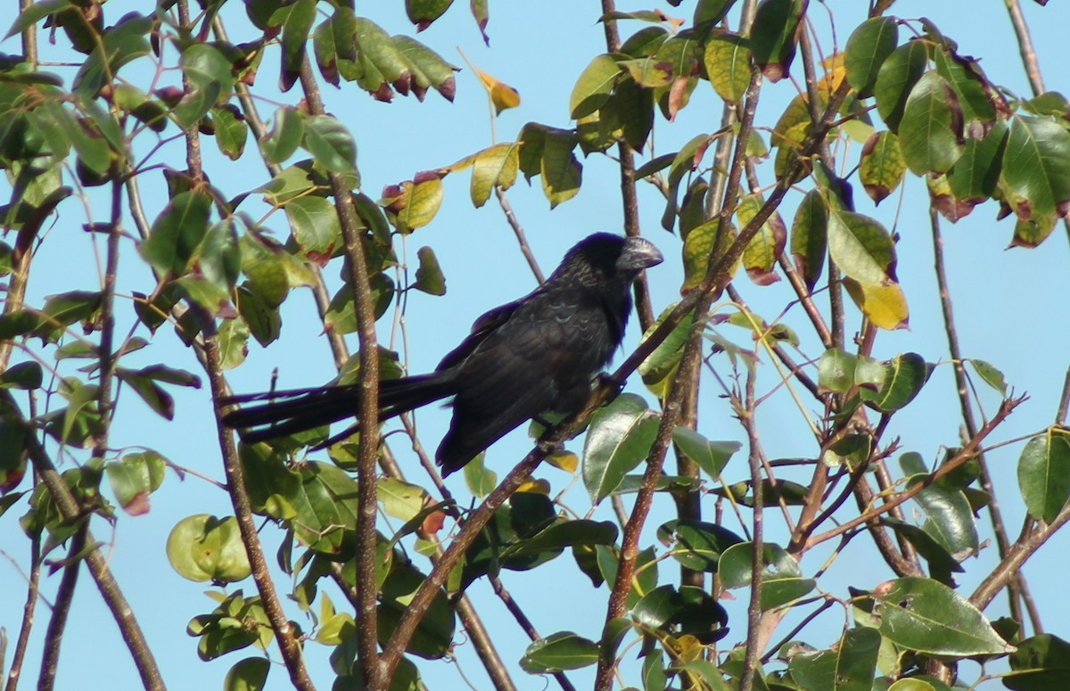 Smooth-billed Ani - ML550661821