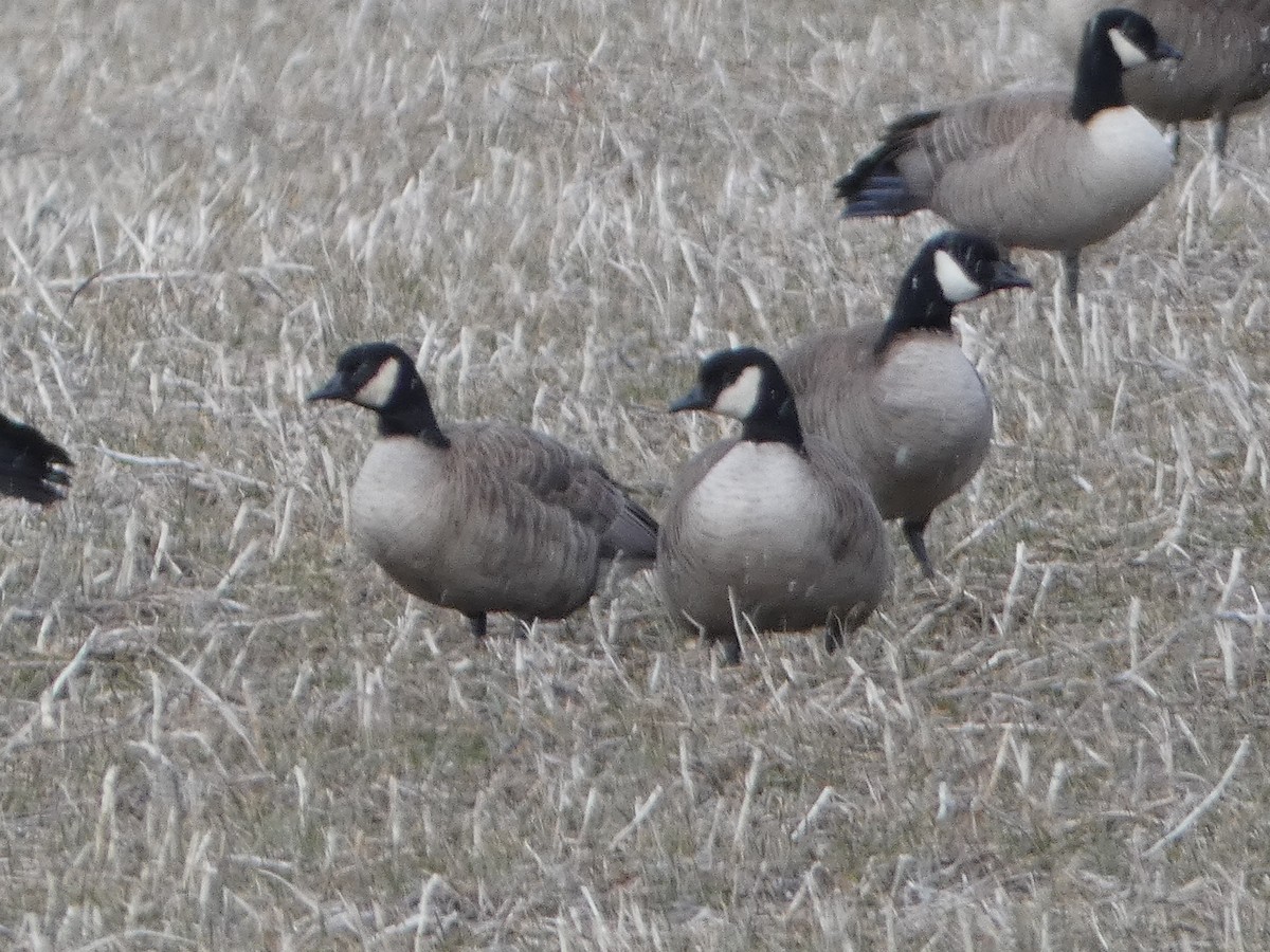 Cackling Goose - ML550663261