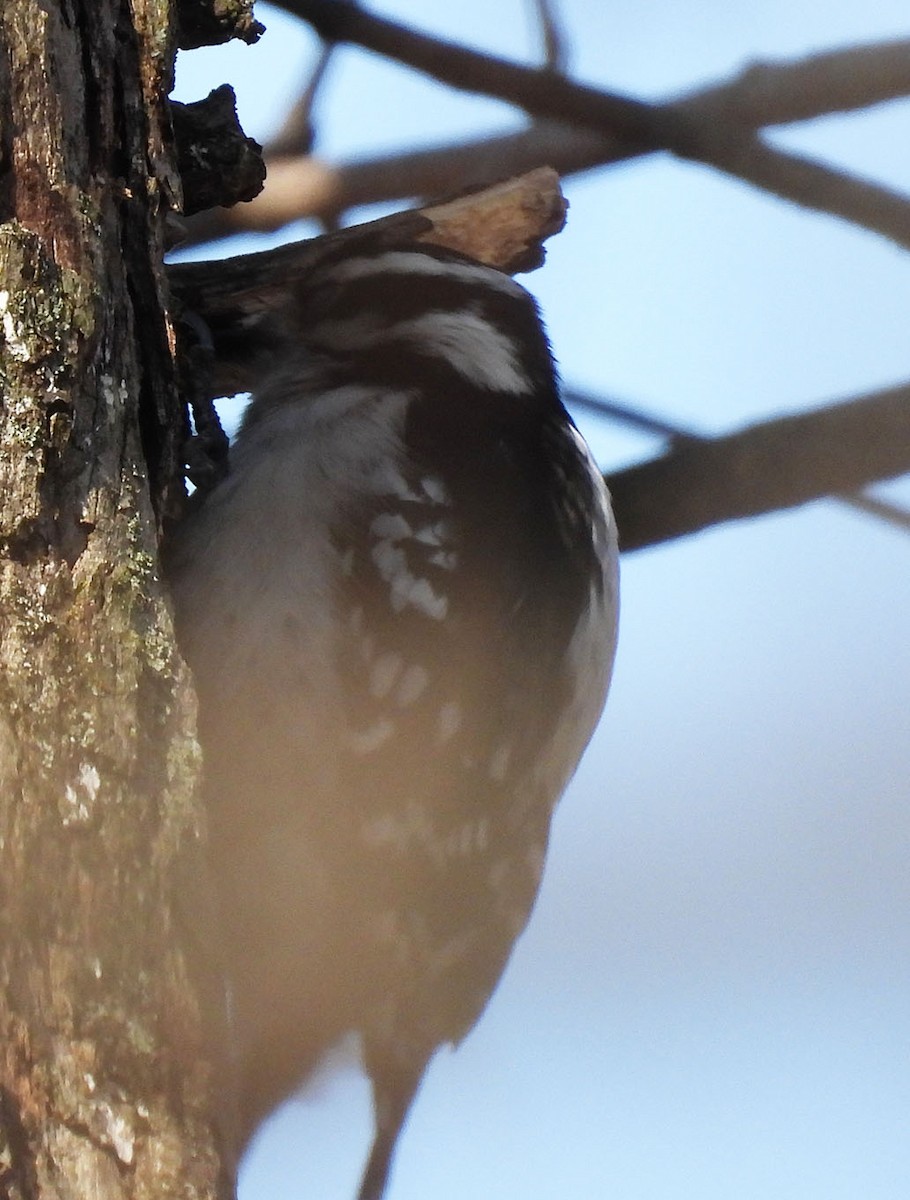 Downy Woodpecker - ML550664011