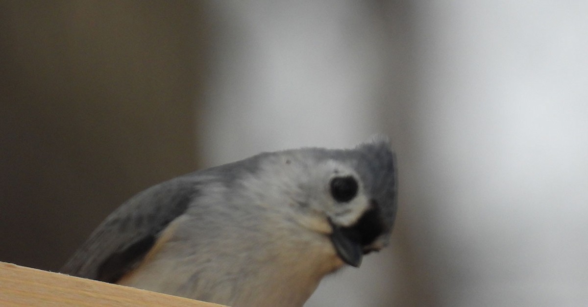 Tufted Titmouse - ML550664061