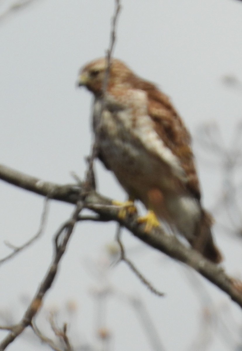 hawk sp. - ML550664121