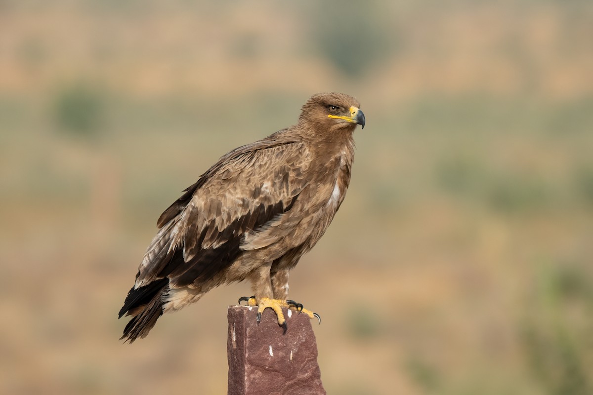 Steppe Eagle - Adit  Jeyan