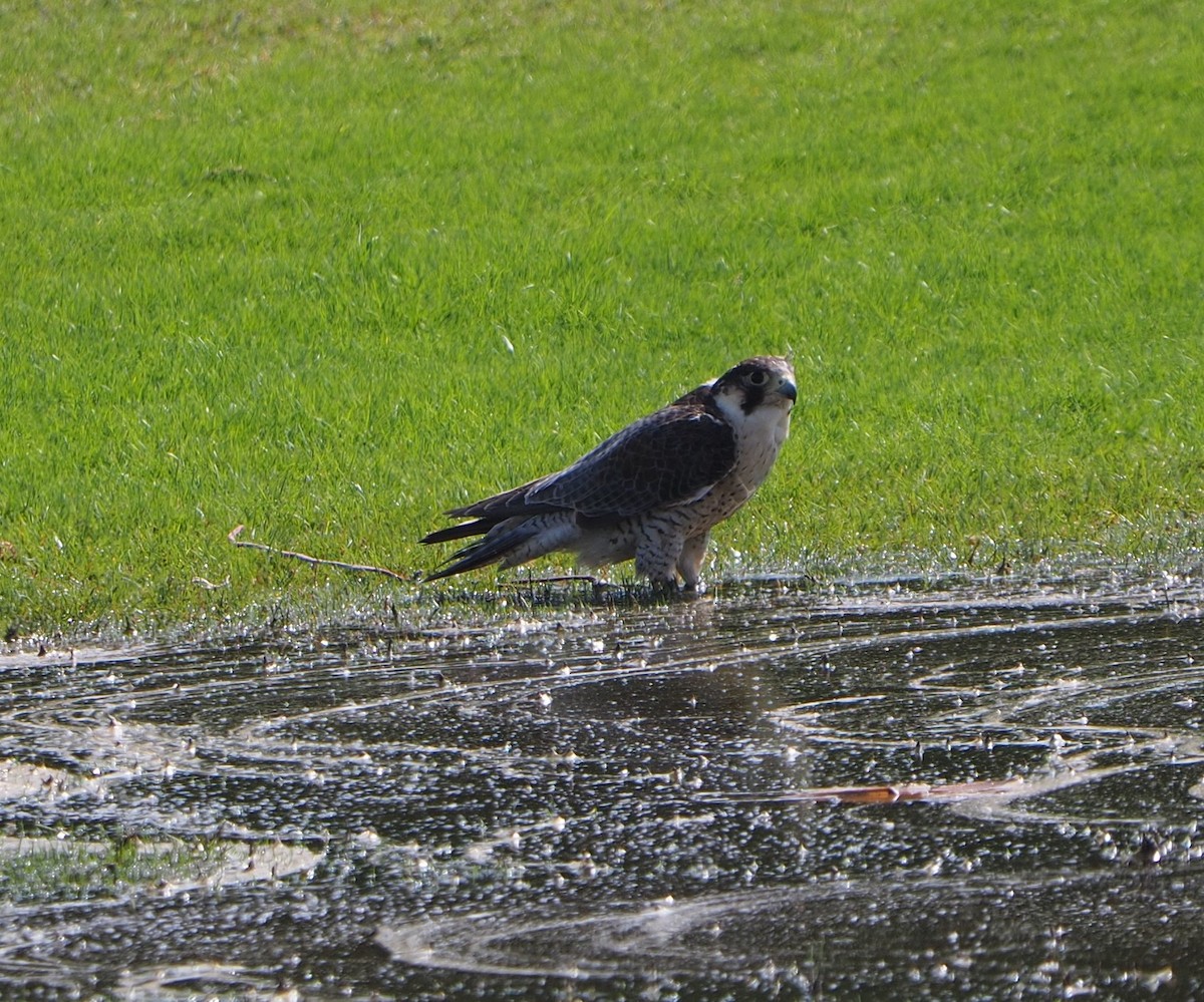 Peregrine Falcon - ML550665911