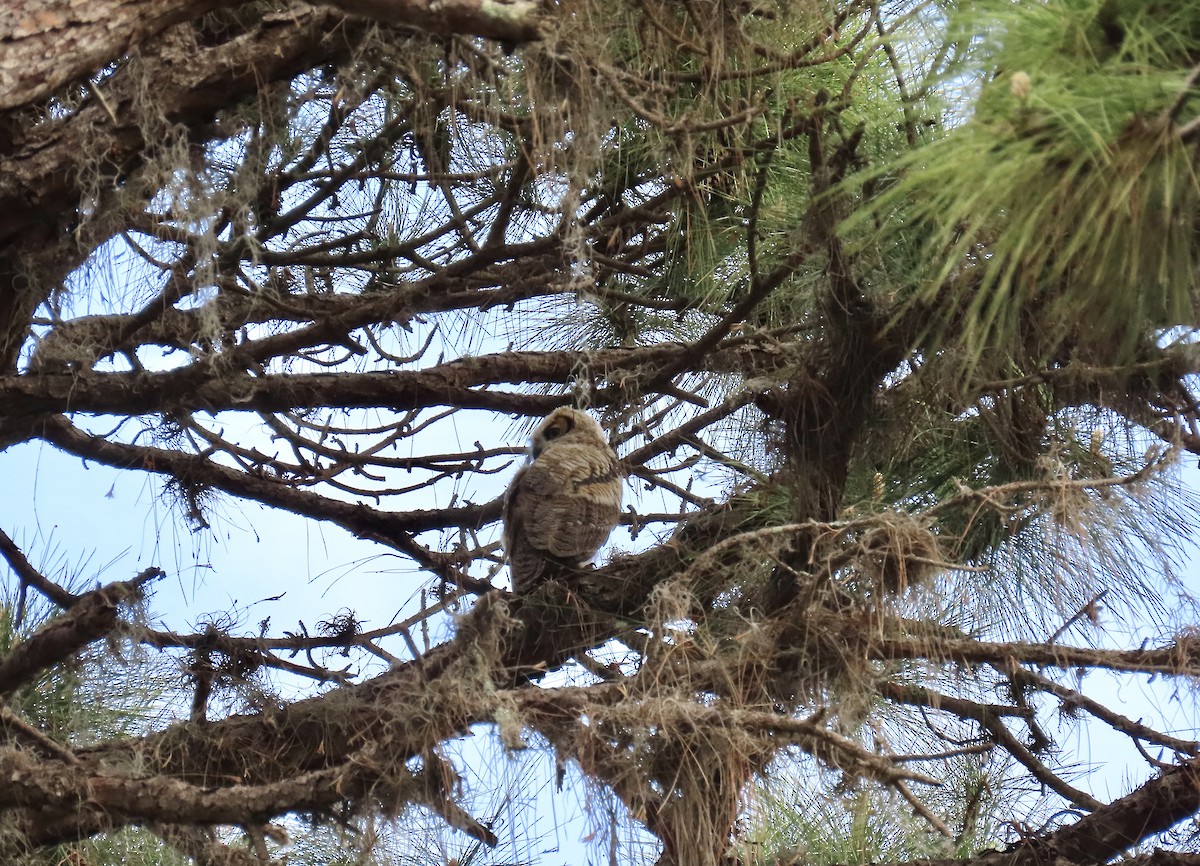 Great Horned Owl - ML550665961