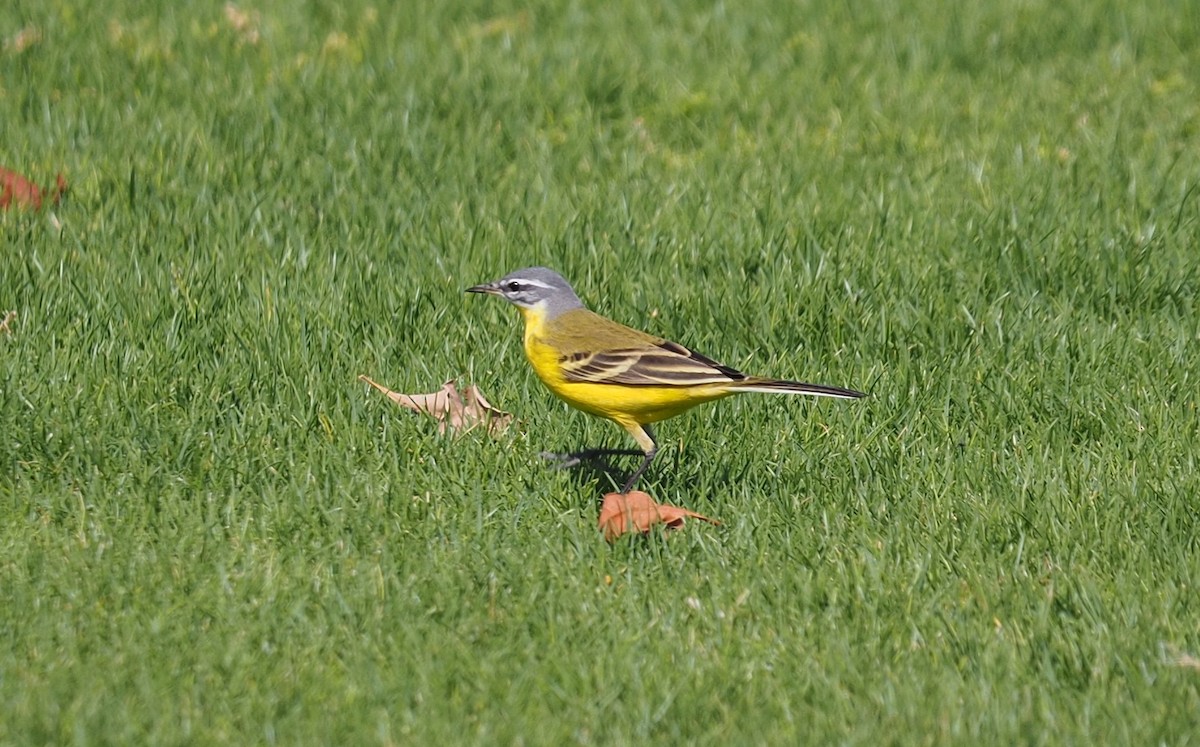 Western Yellow Wagtail - Paul Jaquith